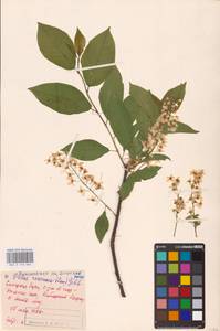 Prunus padus L., Eastern Europe, Middle Volga region (E8) (Russia)