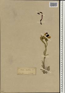 Onosma stellulatum Waldst. & Kit., South Asia, South Asia (Asia outside ex-Soviet states and Mongolia) (ASIA) (Turkey)