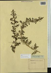 Dysphania schraderiana (Schult.) Mosyakin & Clemants, Western Europe (EUR) (Not classified)