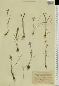 Gagea pauciflora (Turcz. ex Trautv.) Ledeb., Siberia, Baikal & Transbaikal region (S4) (Russia)