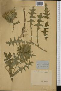 Centaurea benedicta (L.) L., Western Europe (EUR) (Italy)
