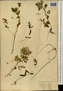 Cuscuta europaea L., Mongolia (MONG) (Mongolia)