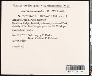 Dicranum spadiceum J.E. Zetterst., Bryophytes, Bryophytes - Russian Far East (excl. Chukotka & Kamchatka) (B20) (Russia)