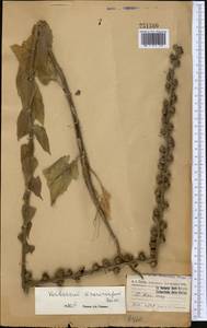 Verbascum macrocarpum Boiss., Middle Asia, Muyunkumy, Balkhash & Betpak-Dala (M9) (Kazakhstan)