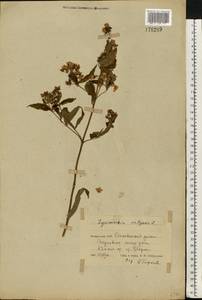 Lysimachia vulgaris L., Eastern Europe, Belarus (E3a) (Belarus)