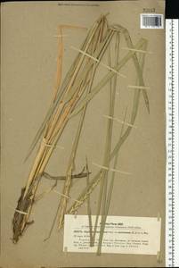 Leymus racemosus (Lam.) Tzvelev, Eastern Europe, South Ukrainian region (E12) (Ukraine)