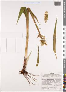 Dactylorhiza incarnata subsp. ochroleuca (Wüstnei ex Boll) P.F.Hunt & Summerh., Siberia, Western Siberia (S1) (Russia)