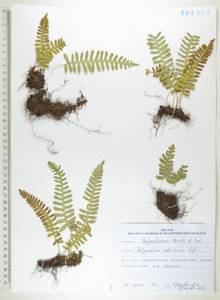 Polypodium sibiricum Sipliv., Siberia, Russian Far East (S6) (Russia)