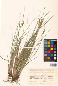Carex elongata L., Eastern Europe, Northern region (E1) (Russia)