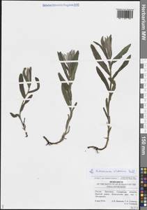 Hieracium virosum Pall., Eastern Europe, Middle Volga region (E8) (Russia)