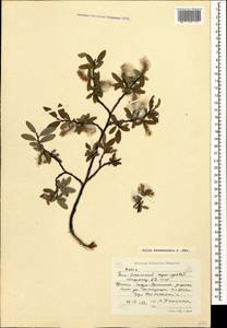 Salix kazbekensis A. Skvorts., Caucasus, South Ossetia (K4b) (South Ossetia)