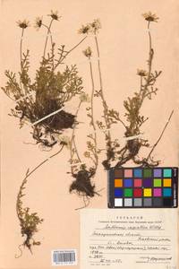Anthemis cretica subsp. carpatica (Willd.) Grierson, Eastern Europe, West Ukrainian region (E13) (Ukraine)