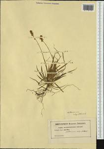 Tofieldia calyculata (L.) Wahlenb., Western Europe (EUR) (Not classified)