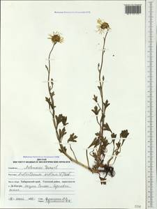 Arctanthemum arcticum (L.) Tzvelev, Siberia, Russian Far East (S6) (Russia)