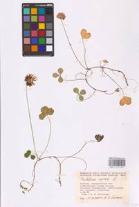 Trifolium repens L., Eastern Europe, West Ukrainian region (E13) (Ukraine)