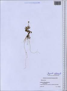 Ranunculus sulphureus Sol., Western Europe (EUR) (Svalbard and Jan Mayen)
