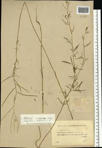 Sisymbrium altissimum L., Eastern Europe, Middle Volga region (E8) (Russia)