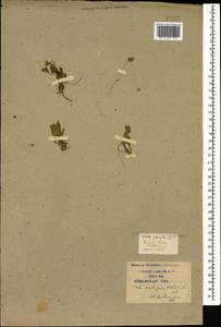 Viola ambigua Waldst. & Kit., Caucasus, Krasnodar Krai & Adygea (K1a) (Russia)