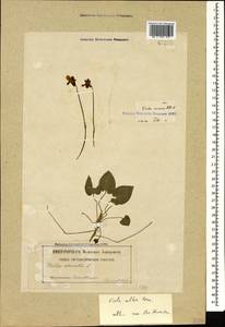 Viola alba subsp. dehnhardtii (Ten.) W. Becker, Caucasus, Georgia (K4) (Georgia)