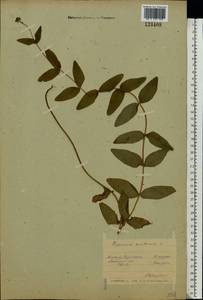 Hypericum montanum L., Eastern Europe, Belarus (E3a) (Belarus)