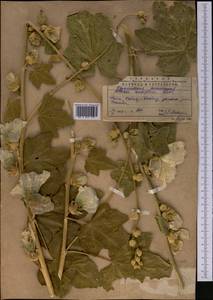 Alcea nudiflora (Lindl.) Boiss., Middle Asia, Western Tian Shan & Karatau (M3) (Kazakhstan)