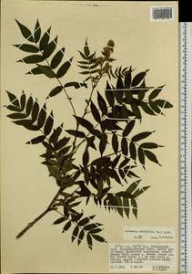 Sorbaria sorbifolia (L.) A. Braun, Siberia, Russian Far East (S6) (Russia)