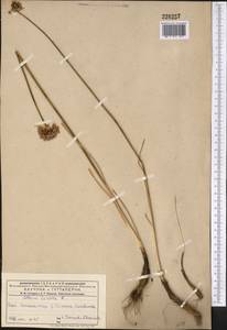Allium lineare L., Middle Asia, Dzungarian Alatau & Tarbagatai (M5) (Kazakhstan)
