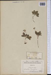 Panax trifolius L., America (AMER) (United States)