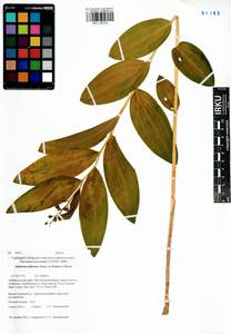 Maianthemum dahuricum (Turcz. ex Fisch. & C.A.Mey.) LaFrankie, Siberia, Baikal & Transbaikal region (S4) (Russia)