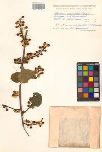 Celastrus orbiculatus Thunb., Siberia, Russian Far East (S6) (Russia)