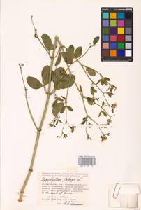 Zygophyllum fabago L., Eastern Europe, Lower Volga region (E9) (Russia)