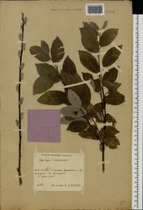 Salix caprea × rosmarinifolia, Eastern Europe, Central region (E4) (Russia)
