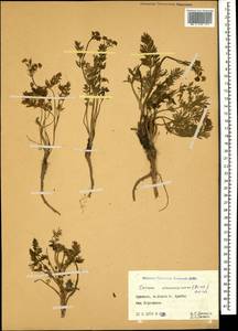 Carum caucasicum (M. Bieb.) Boiss., Caucasus, Armenia (K5) (Armenia)