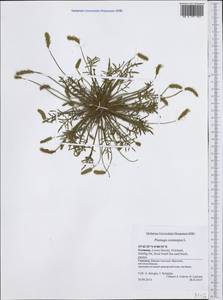 Plantago coronopus L., Western Europe (EUR) (Germany)