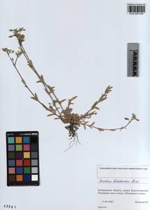 KUZ 004 535, Cerastium holosteoides Fries emend. Hyl., Siberia, Altai & Sayany Mountains (S2) (Russia)