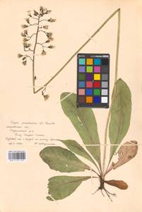 Crepis praemorsa (L.) Tausch, Eastern Europe, Moscow region (E4a) (Russia)