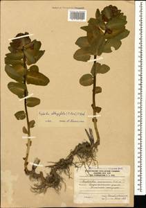 Euphorbia oblongifolia (K.Koch) K.Koch, Caucasus, South Ossetia (K4b) (South Ossetia)