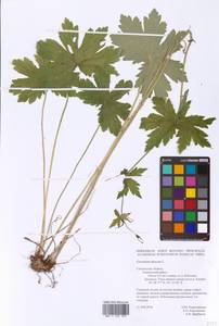 Geranium phaeum L., Eastern Europe, Western region (E3) (Russia)