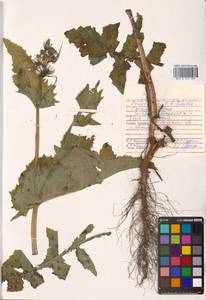 Sonchus oleraceus L., Siberia, Russian Far East (S6) (Russia)