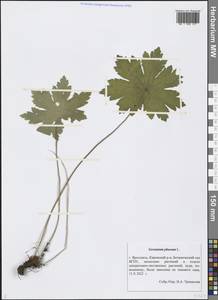 Geranium phaeum L., Eastern Europe, Central forest region (E5) (Russia)