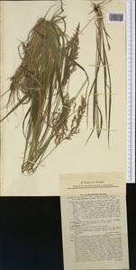 Calamagrostis villosa (Chaix) J.F.Gmel., Western Europe (EUR) (Slovakia)