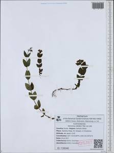 Veronica stelleri Pall. ex Link, Siberia, Russian Far East (S6) (Russia)