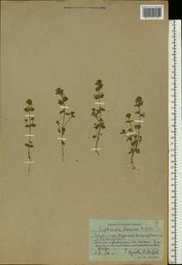 Euphrasia officinalis subsp. officinalis, Eastern Europe, Northern region (E1) (Russia)