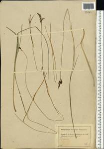 Carex cespitosa L., Eastern Europe, Central forest region (E5) (Russia)