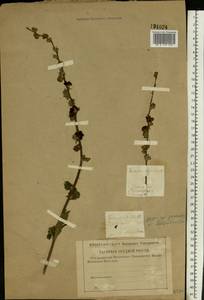 Verbascum chaixii subsp. orientale (M. Bieb.) Hayek, Eastern Europe, Central region (E4) (Russia)