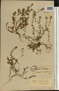 Polygonum arenastrum subsp. calcatum (Lindm.) Wissk., Eastern Europe, North-Western region (E2) (Russia)