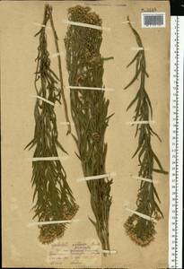 Galatella sedifolia subsp. sedifolia, Eastern Europe, Eastern region (E10) (Russia)