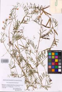 Vicia sativa subsp. nigra (L.)Ehrh., Eastern Europe, Western region (E3) (Russia)