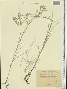 Eremogone longifolia (Bieb.) Fenzl, Eastern Europe, Central forest-and-steppe region (E6) (Russia)