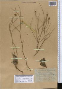 Limonium dichroanthum (Rupr.) Ikonn.-Gal. ex Lincz., Middle Asia, Western Tian Shan & Karatau (M3) (Kyrgyzstan)